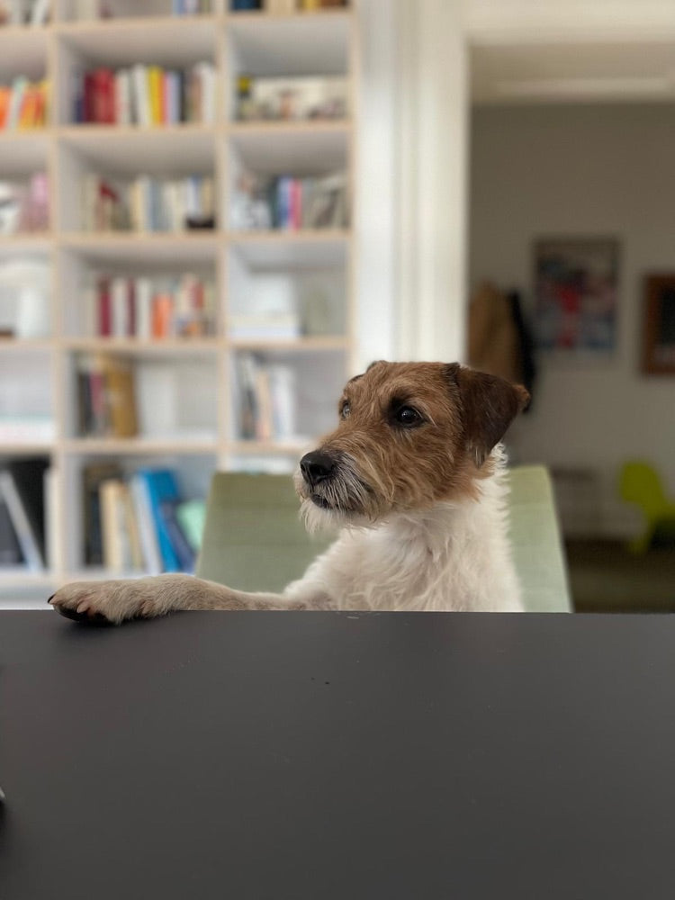 Chewy am Schreibtisch