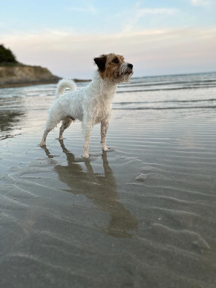 Chewy unterwegs